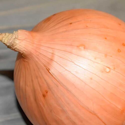 Cebolla - Imagen 5